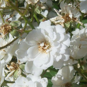 Rose Shopping Online - White - park rose - intensive fragrance -  Guirlande d'Amour® - Louis Lens - -